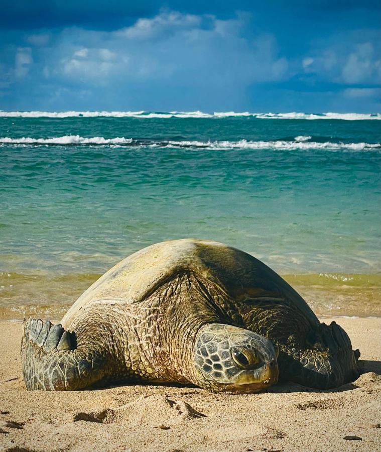Explore Maui'S Diverse Campgrounds And Uncover The Island'S Beauty From Fresh Perspectives Every Day As You Journey With Aloha Glamp'S Great Jeep Equipped With A Rooftop Tent Paia Zewnętrze zdjęcie